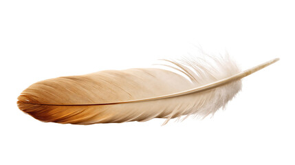 Single soft brown and beige bird feather with delicate barbs © Marit