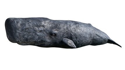 Large grey sperm whale swimming with wrinkled skin texture © Marit
