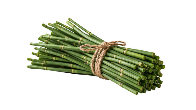 Fresh green horsetail plant stems tied with rustic twine rope