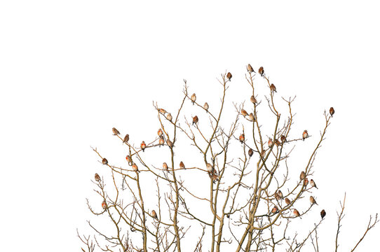 A large number of male Common Linnet, perched on dry tree branches, set against a transparent background.