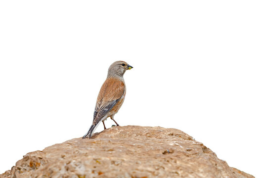 A side view of a linnet (Linaria cannabina) perched on a rock, isolated against a transparent background.