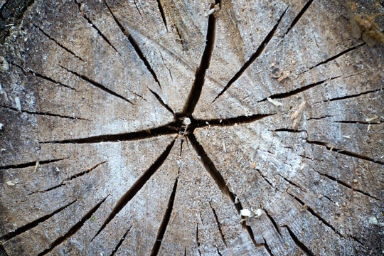 Weathered wood rings and deep fissures fill frame on cracked tree stump surface, showing rugged earthy tones, rough grain, and natural texture for landscape and eco design backgrounds.