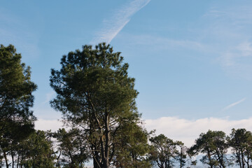 Naklejka premium Trees, forest, nature, sky frame an open landscape with green foliage and tall branches, offering calm outdoors and natural scenery for stock imagery
