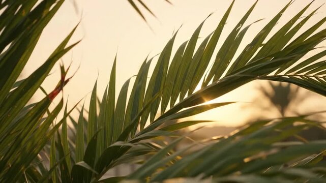 palestine flag behind palm tree leaves at sunset   