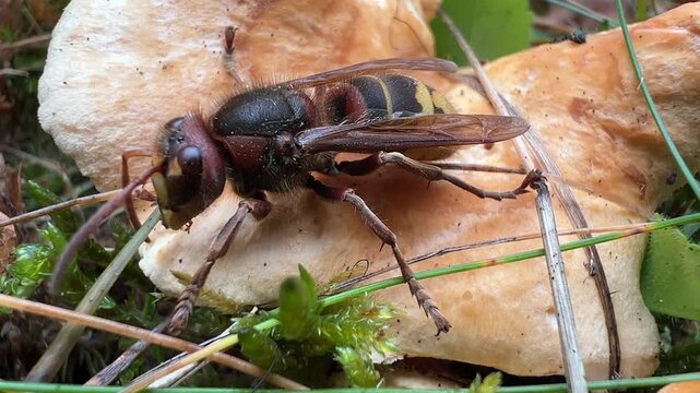 Macro shot of european hornet eating on wild mushroom in forest