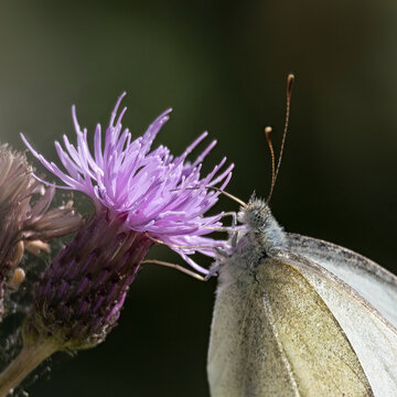Closeup of Green-veined White (Pieris napi) butterfly feeding on Thistle flower