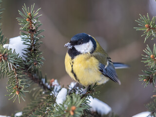 Cute bird Great tit, songbird sitting on the fir branch with snow in winter © Dmitrii Potashkin
