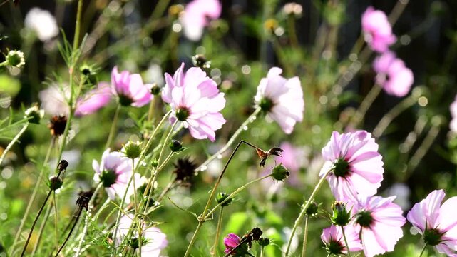 Cosmea flowers in autum in a garden