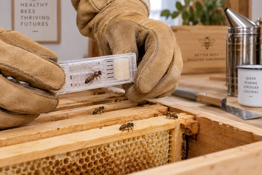 Close-up of protective beekeeping gloves holding a cage with a marked queen bee above wooden hive frames, with honeycomb and worker bees visible.