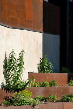 Rust colored steel planters hold green vegetation beside a plain wall in a modern courtyard with a combination of landscaping and architecture