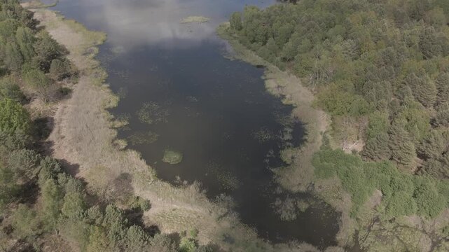 Panoramic drone shot over a quiet natural lake with cloud reflections surrounded by dense pine forest near Lychen, Brandenburg, Germany.