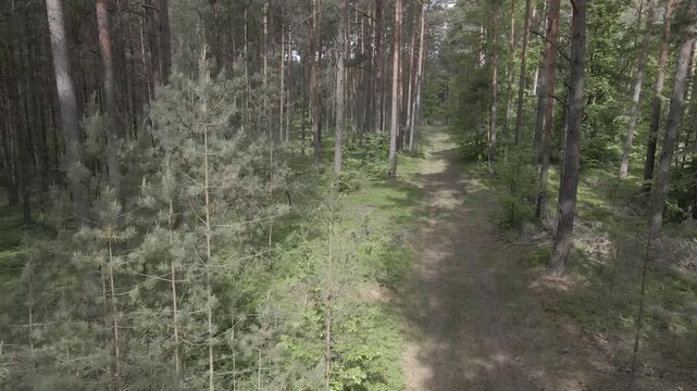 Drone flying low through a sunny pine forest along a narrow dirt track surrounded by green blueberry bushes near Lychen, Brandenburg, Germany.