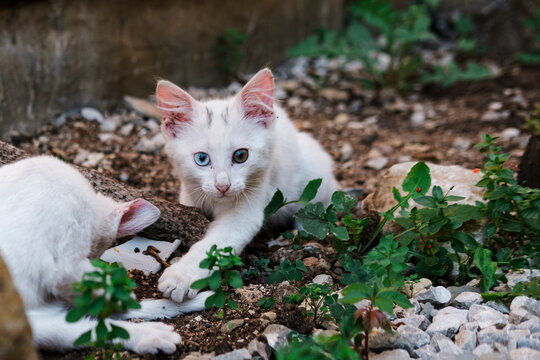 Two White Kittens With Blue and Yellow Eyes Playing in Garden, Stray Animal Concept