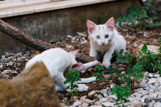 Two White Kittens With Blue and Yellow Eyes Playing in Garden, Stray Animal Concept