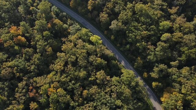 Aerial top-down view of a winding asphalt road cutting through a dense forest patches autumn foliage