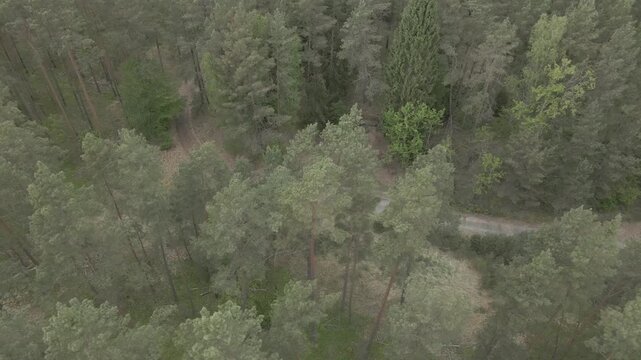 Aerial drone shot flying over a pine forest revealing a hidden concrete bunker entrance from Soviet era military facilities near Lychen, Brandenburg, Germany.