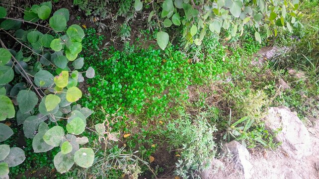 green moss on the ground, greenary
