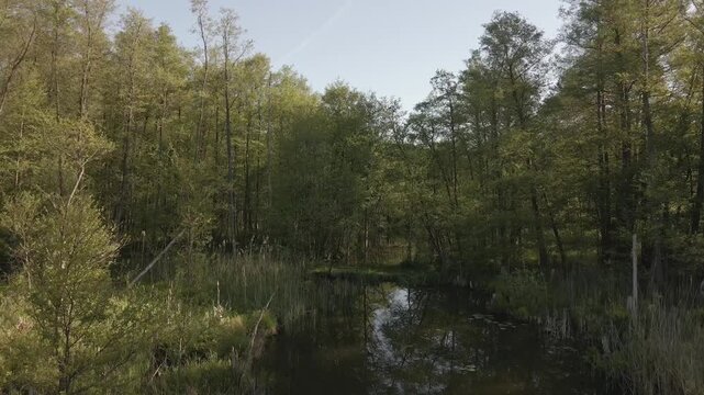 Drone flying along a calm river surrounded by lush green swamp forest with water reflections, near Lychen, Brandenburg, Germany.