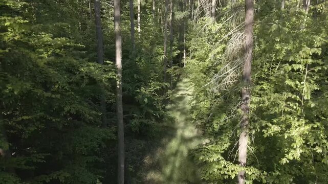 Drone shot descending through green tree branches onto a sunny grassy forest path lined with tall trees near Lychen, Brandenburg, Germany.