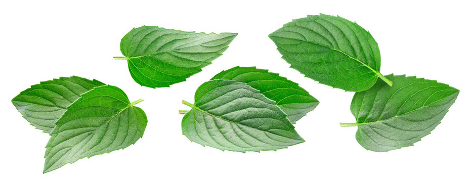 Flying mint leaves set for packaging. Fresh green levitation leaves isolated on white background with clipping path