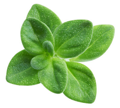 Thyme spice composition close up. Fresh organic raw green herb isolated on white background. Clipping path. Full depth of field