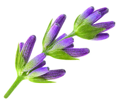 Lavender branch isolated on white background with clipping path. Fresh organic purple lavender sprig with flowers. As design element. Full depth of field