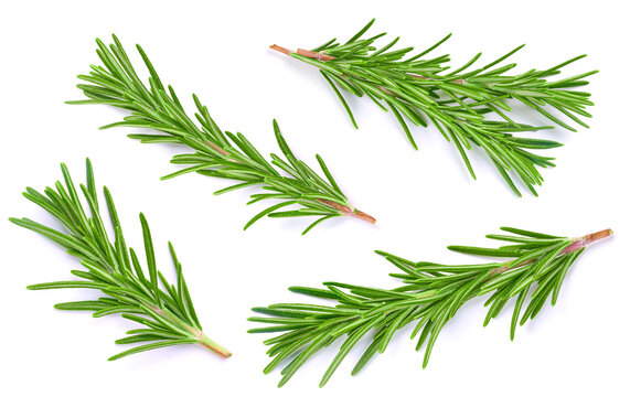 Rosemary branches set element. Fresh organic green sprigs isolated on white background. Full depth of field
