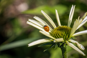 Close-up of a red ladybird resting on a white flower © Ilie