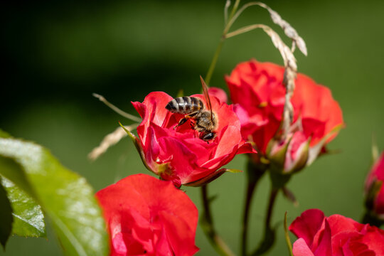 Honey bee collecting pollen on a vibrant red rose