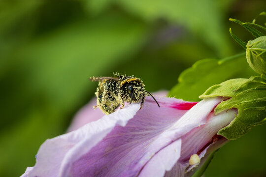 Macro of a bee completely covered in pollen on a pink hibiscus