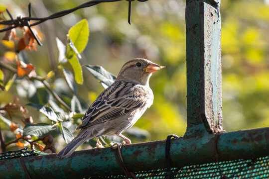 House sparrow perching on an old green metal fence