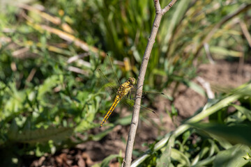 Yellow dragonfly perched on a thin twig in the garden © Ilie