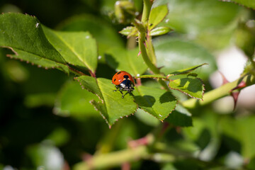 Red ladybug resting on a green rose leaf in the garden © Ilie