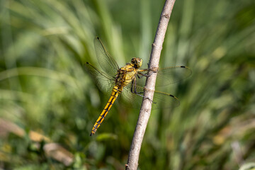 Macro view of a yellow dragonfly sitting on a dry stem © Ilie