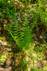 Green fern plants in the forest on spring © ihorbondarenko