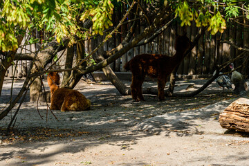 Alpacas (Vicugna pacos) in a corral at farm © ihorbondarenko