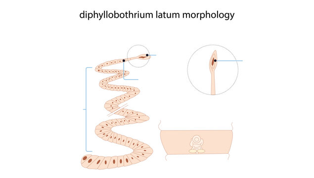 Diphyllobothrium latum Morphology, the morphology of Diphyllobothrium latum (fish tapeworm), including its elongated segmented body and structural features.