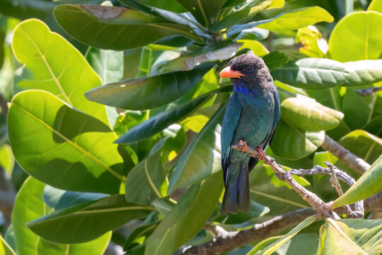 Oriental dollarbird perched on a branch against a background of green foliage, Tarutao National Park, Satun, Thailand