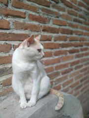 cat on the wall © krittika