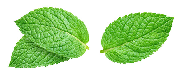 Ripe mint leaves collection isolated on transparent background. Green mint leaves set isolated is raw. Mint leaves collection isolated PNG © URSA Star
