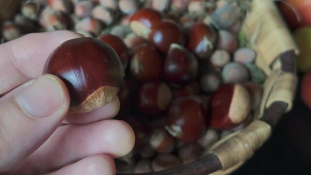 Hand showing a chestnut above a basket of nuts