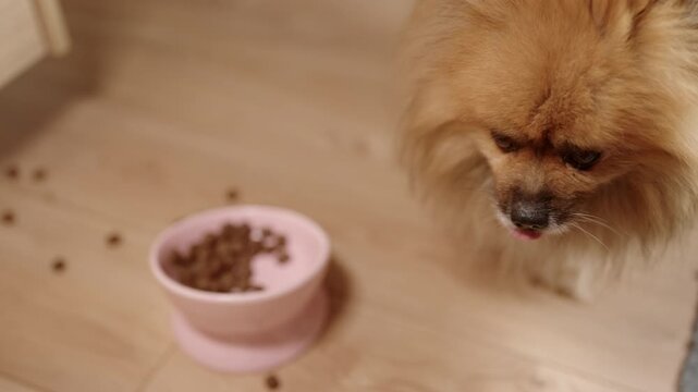 Adorable fluffy Pomeranian dog licking lips next to pink bowl of kibble