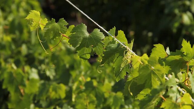 Close up of fresh green grape vine leaves and tendrils swaying in the wind on a trellis wire