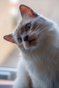 White ragdoll kitten