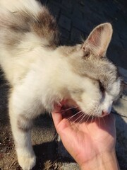 hand holding cat © Nessa