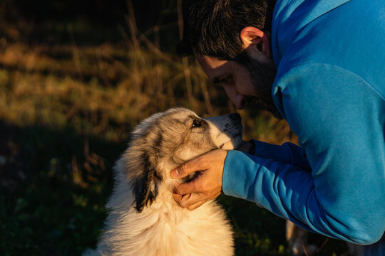 Man bonding with a young dog outdoors during golden hour