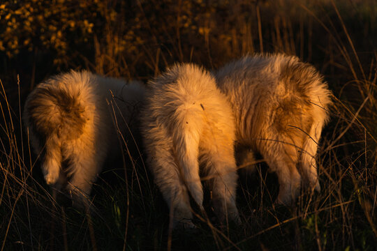 Three fluffy dogs grazing in field at sunset