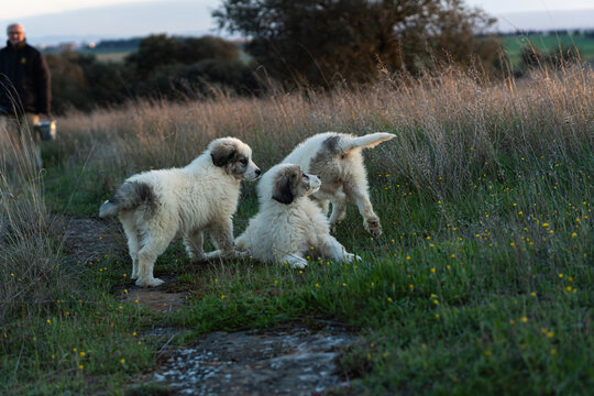 Great pyrenees puppies playing in rural field with owner