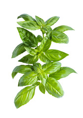 Fresh green basil leaves isolated on a white background