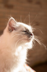 White ragdoll kitten © Paweucio